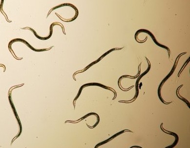 Các Bệnh Thường Gặp Ở Chó Con - Cách Nhận Diện và Phòng Ngừa